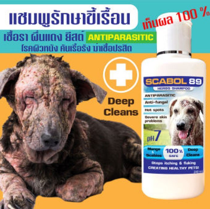 ✅ จัดส่งฟรี ✅ แชมพูยา 89 รักษาขี้เรื้อน เชื้อรา ยีตส์ ตุ่มคัน ผื่นแดง กำจัดปริสิต ไรขี้เรื้อน ผิวหนังอักเสบ ขนาด 240 ml.????